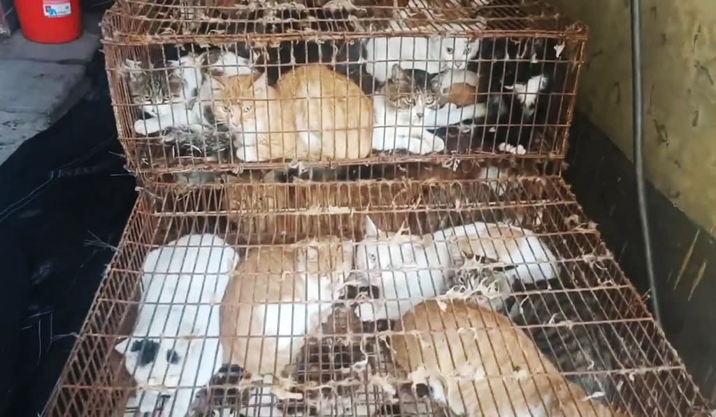 This image grab taken on Aug 25 and released on Aug 31, 2022 by Vshine/Humane Society International shows cats among 150 cats rescued by police from cat meat trade in Jinan, in China's eastern Shandong province. This image grab taken on Aug 25 and released on Aug 31, 2022 by Vshine/Humane Society International shows cats among 150 cats rescued by police from cat meat trade in Jinan, in China's eastern Shandong province.