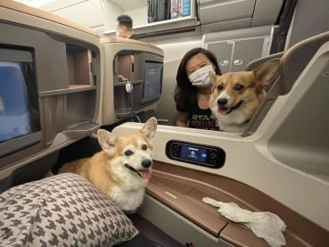Corgis in business class: These 2 dogs travelled in style on Singapore Airlines