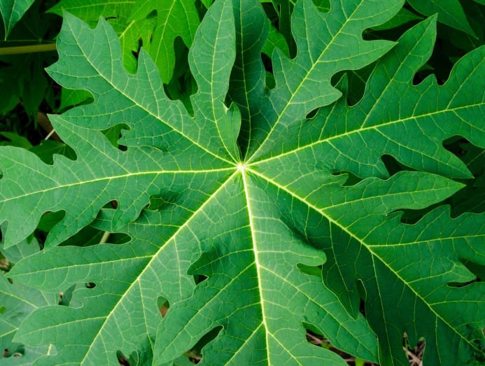 Do home remedies work Can papaya leaf juice help with dengue