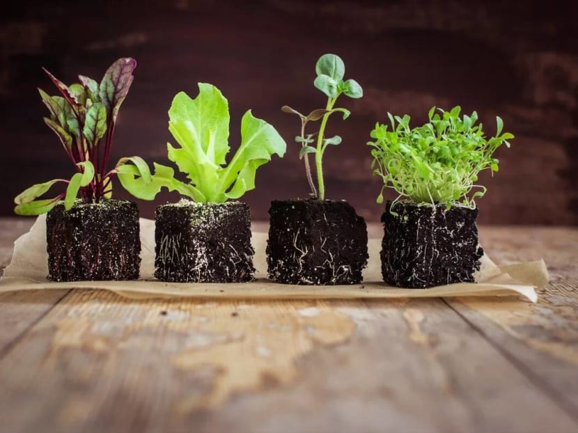 Hong Kong’s Aqua Group uses a new agricultural technology to grow four non-indigenous herbs to create novel dishes. Hong Kong’s Aqua Group uses a new agricultural technology to grow four non-indigenous herbs to create novel dishes.