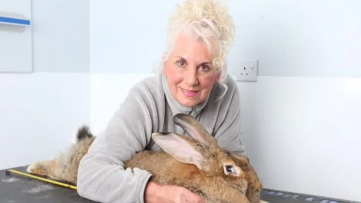 Rabbit darius sales