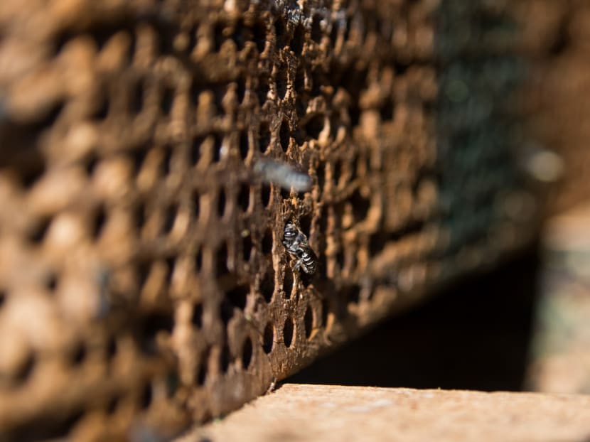 Honeybees are hurting. What else can pollinate our food? Honeybees are hurting. What else can pollinate our food?