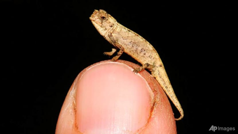 Tiny 13.5mm-long chameleon a contender for title of smallest reptile