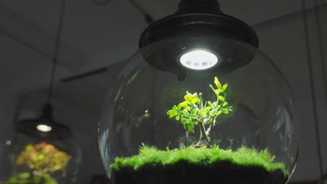晨光|着眼天下：玻璃器皿培育苔藓 绿意盎然充满生机