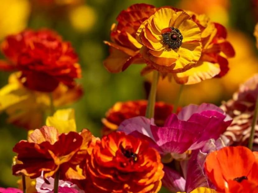 California's Carlsbad Flower Fields welcome visitors with full blooms California's Carlsbad Flower Fields welcome visitors with full blooms