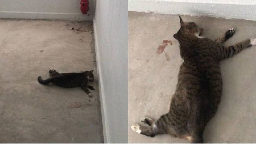 Kucing mati ditemui di Blok 147 Yishun, berkemungkinan didera