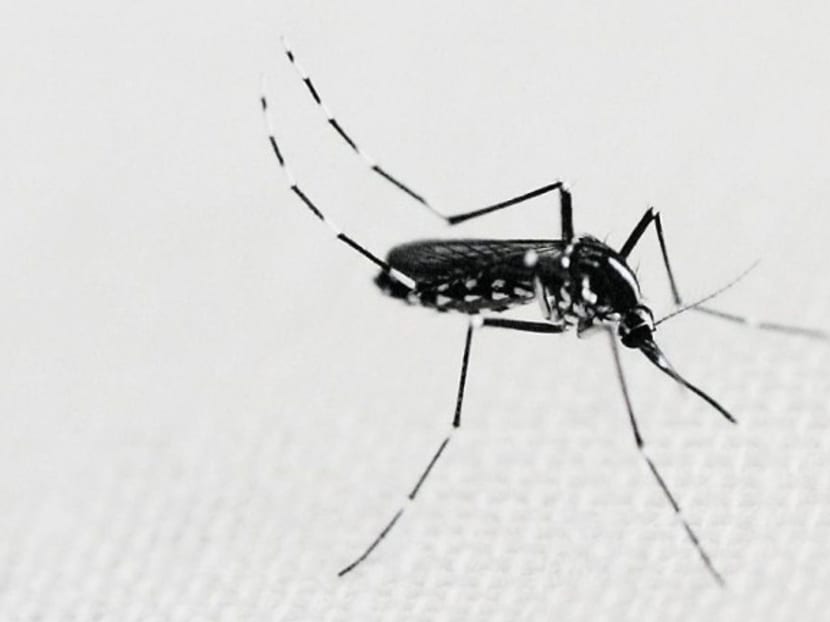 Aedes mosquito. TODAY file photo
