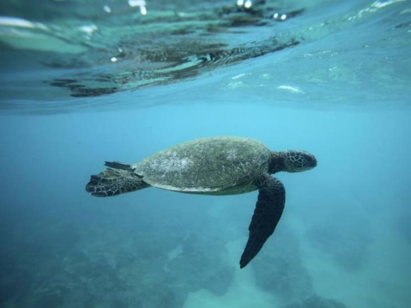 Sea turtle with sliced shell found dead at Changi Sea turtle with sliced shell found dead at Changi