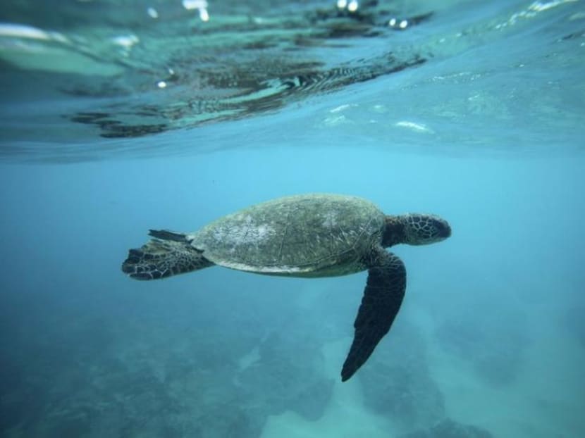 The green sea turtle can be found in the waters off Singapore. Reuters file photo.