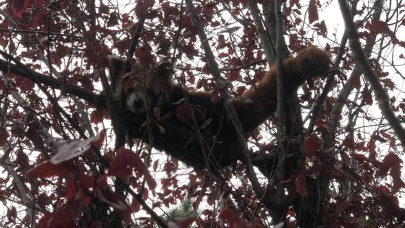 French Zoo Finds Runaway Red Panda Cna