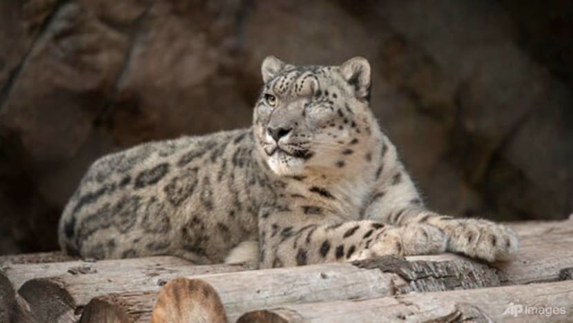 Unvaccinated snow leopard at San Diego Zoo catches COVID-19 Unvaccinated snow leopard at San Diego Zoo catches COVID-19