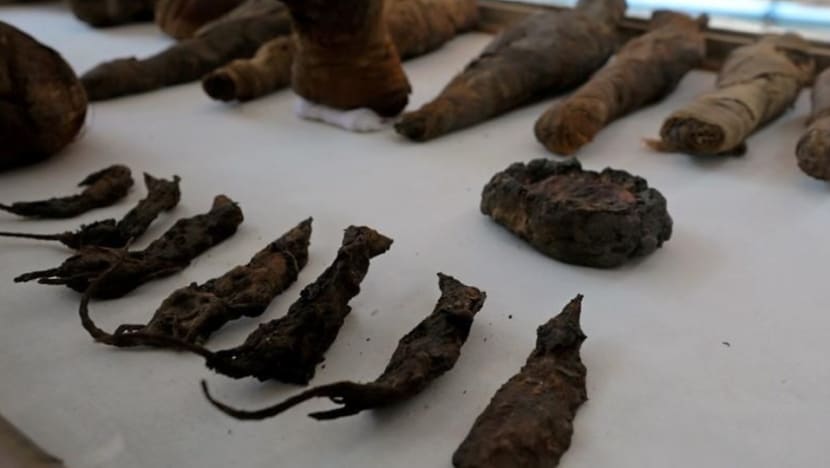 Mummified mice and more in latest Egyptian tomb discovery