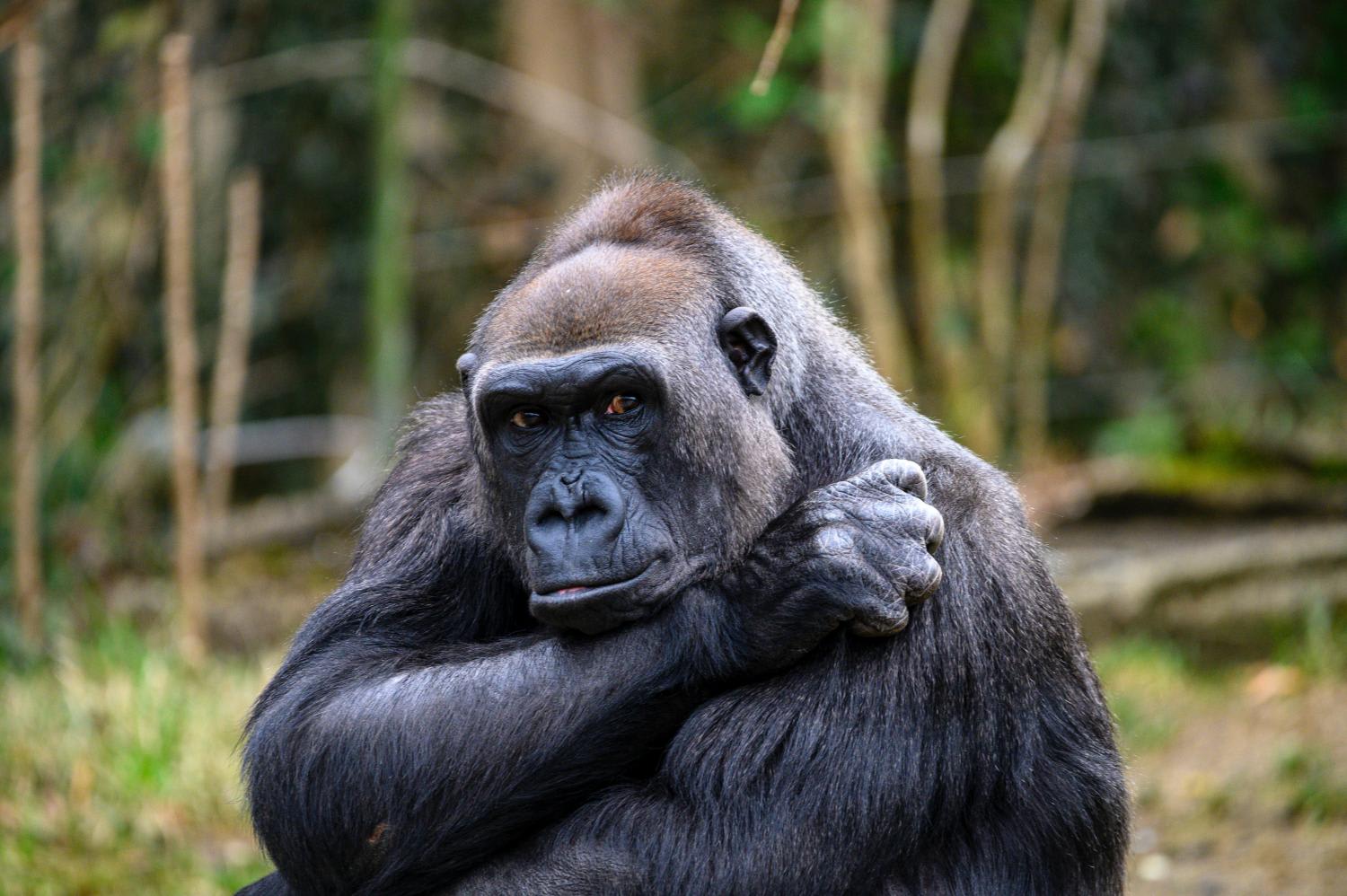 A study of more than three dozen primates found that they all possessed an extra set of vocal membranes in the larynx, just above the vocal cords. Only humans lack the structure. A study of more than three dozen primates found that they all possessed an extra set of vocal membranes in the larynx, just above the vocal cords. Only humans lack the structure.