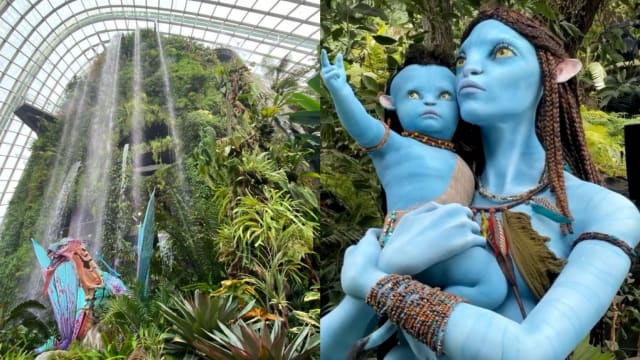 云雾林变“Avatar”奇幻星球 越夜越梦幻！