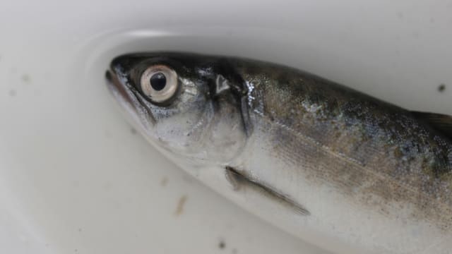挪威工厂意外泄漏近4000加仑氯气到北部海湾 近10万条三文鱼死亡