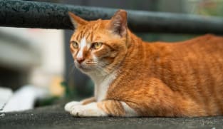 South Korean sentenced to 14 months in jail for killing 76 cats