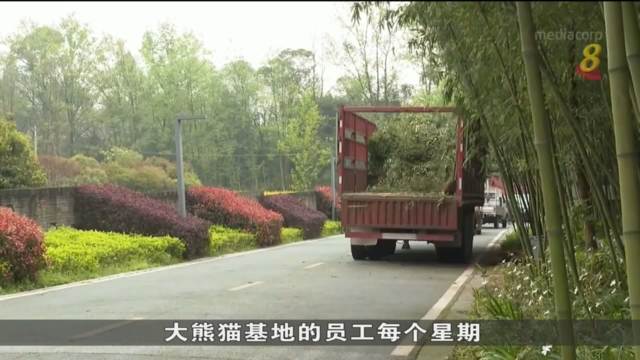 中国造纸厂废物利用 将大熊猫吃剩竹子制成再循环产品