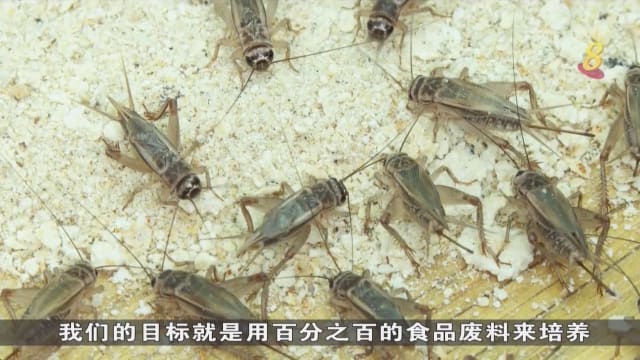 狮城有约 | 无限循环：农场养殖