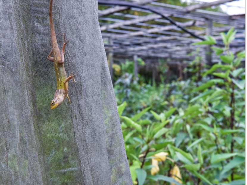 Commentary: Can farming be a success story for Singapore? Commentary: Can farming be a success story for Singapore?