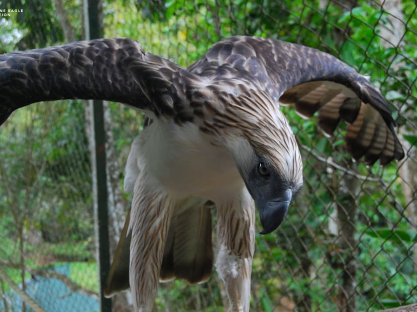 One of world’s rarest eagles to land at Jurong Bird Park this year TODAY