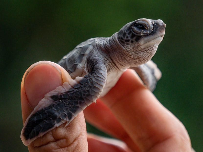 A volunteer inspects a green baby sea turtle, retrieved from a nest, on the shore of the Chagar Hutang Turtle Sanctuary on Redang island.