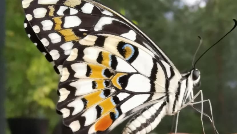 Commentary: Raising caterpillars has been a life-changing pandemic hobby