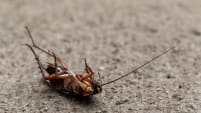 Cockroach Crawled Into Your Ear? Here’s What You Should Do, According To A Doctor 
