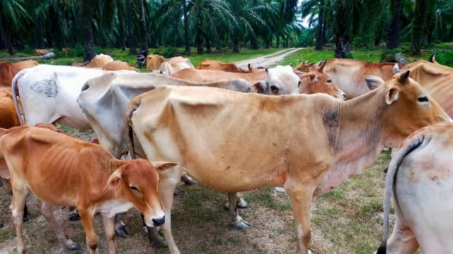 印尼16省养牛场爆发口蹄疫 逾2万头牛染疫蒙受经济损失