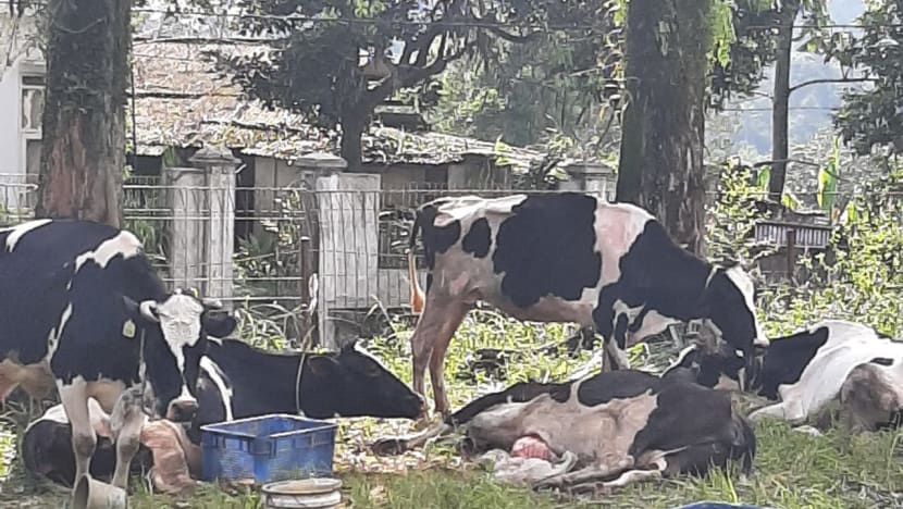 Indonesia’s dairy exporters say products are safe for consumption amid foot and mouth disease outbreak Indonesia’s dairy exporters say products are safe for consumption amid foot and mouth disease outbreak