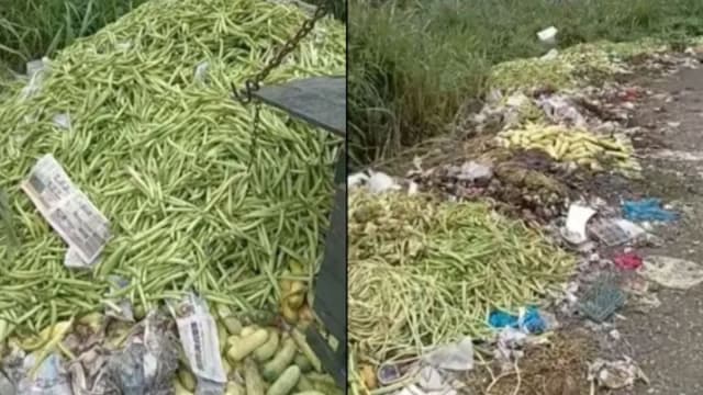 马国黄瓜产量严重过剩 菜农日扔六吨减损
