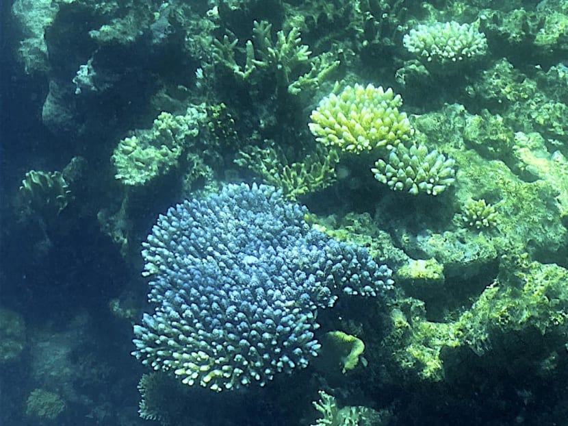 This picture taken on Mar 7, 2022 shows the current condition of the coral on the Great Barrier Reef, off the coast of the Australian state of Queensland. 