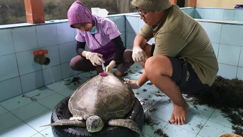 Driven by passion, young vet travels across Indonesia to rescue large marine animals