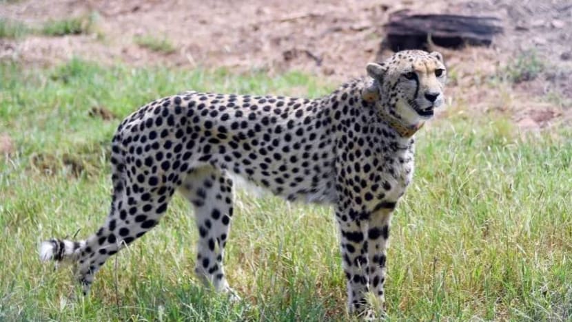 India sambut kelahiran empat anak cheetah lebih 70 tahun selepas diisytihar pupus