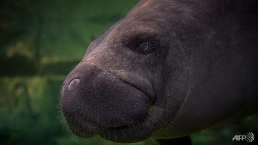 Cuban fishermen nurse injured baby manatee with cow and goat's milk Cuban fishermen nurse injured baby manatee with cow and goat's milk