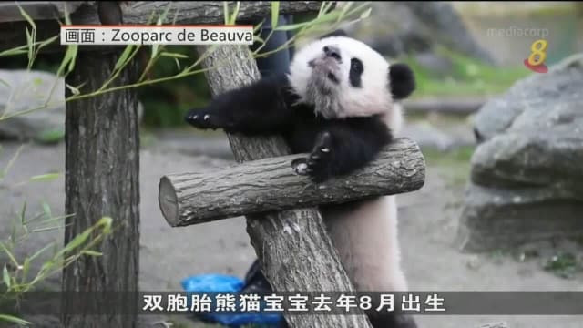 法国双胞胎熊猫宝宝首次亮相 吸引大批人潮