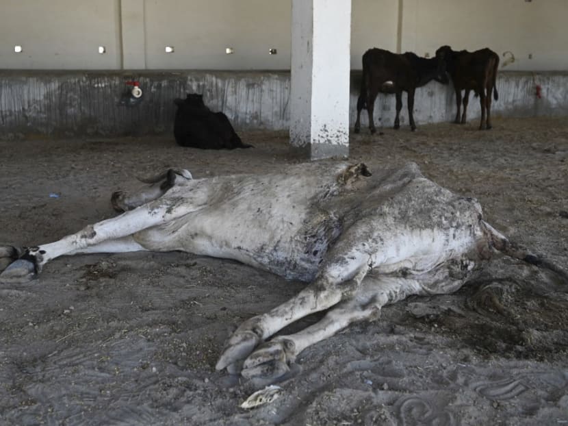 A dead cow lays on the ground after approximately 70kg of waste were taken out from its stomach, at the People for Animal Trust Faridabad facility in Faridabad on Feb 25, 2021.