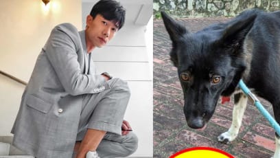 Desmond Tan Came Across This Missing Dog While Driving, And Hopes You Can Look Out For Her If You're In The Area