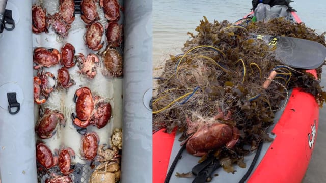剧毒螃蟹受困渔网 获皮艇手及民众施救