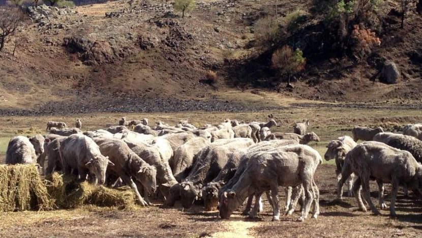 Semua 3,700 kambing korban habis dijual oleh JKMS
