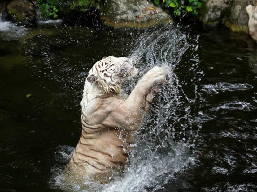 Omar the white tiger (pictured) died on Wednesday after suffering from skin cancer. Photo: Wildlife Reserves Singapore