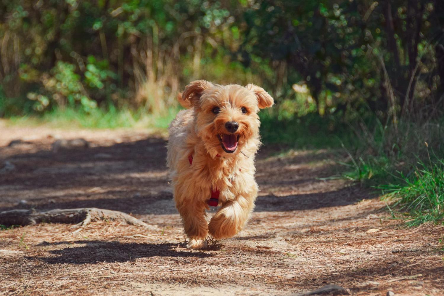 Scientists generally agree that humanity’s best friend descended from gray wolves, scampering into our lives at least 15,000 years ago. Scientists generally agree that humanity’s best friend descended from gray wolves, scampering into our lives at least 15,000 years ago.