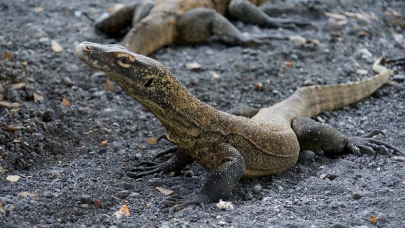 Indonesian zoo breeds Komodo dragons to save them from extinction Indonesian zoo breeds Komodo dragons to save them from extinction