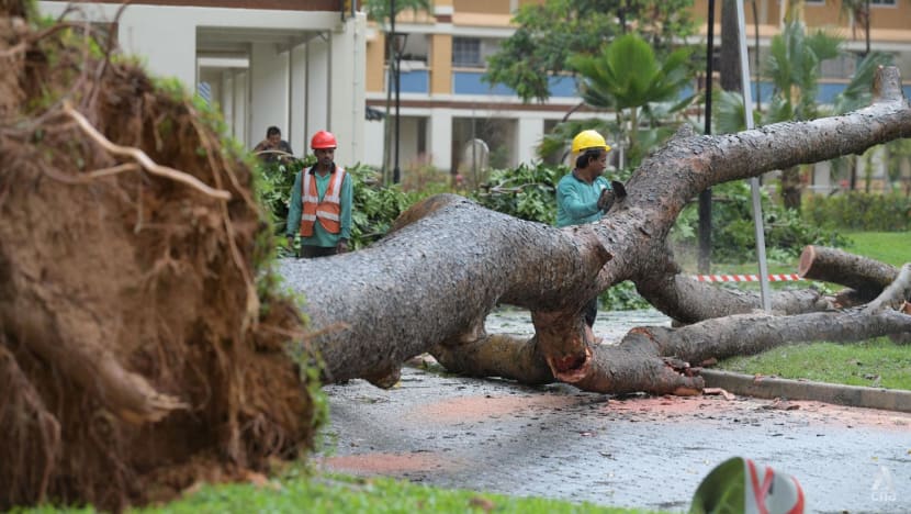 Heavy rains trigger flash flood alerts, large tree toppled in Tampines