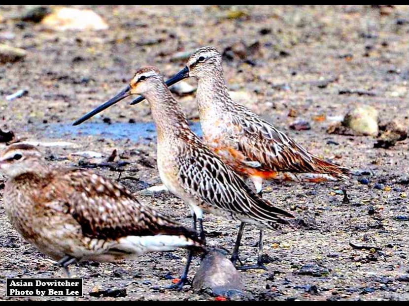 Gallery: 3 best nature trails to see Singapore’s surprisingly diverse wildlife