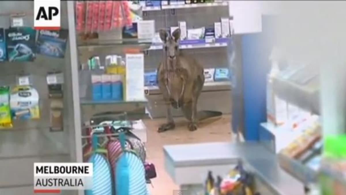 Video Injured kangaroo hops into Australian airport TODAY