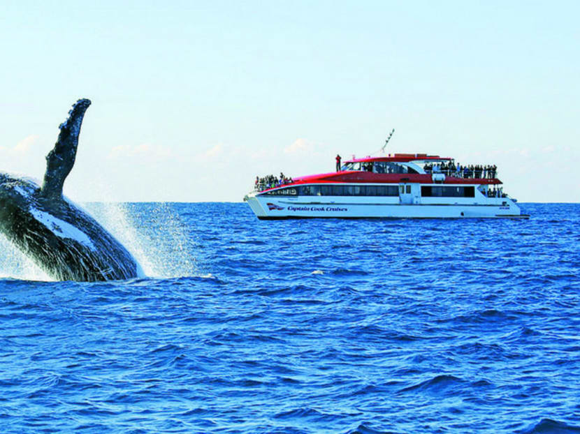 A whale breaches out of the water off Sydney waters. Photo: Captain Cook Cruises