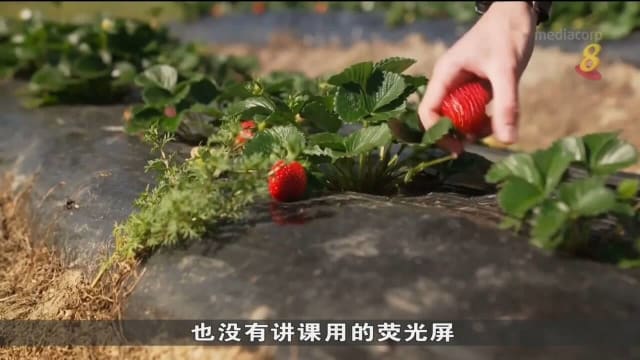 澳洲学校让学生从小掌握务农技巧 培育未来农夫