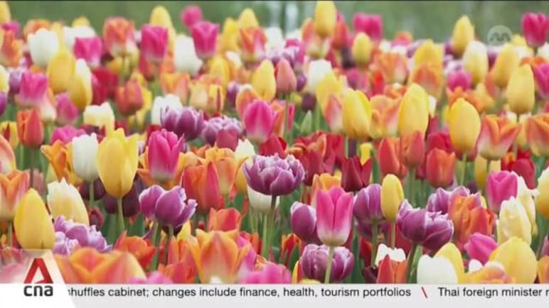 How Gardens by the Bay procures, grows and maintains its tulip extravaganza