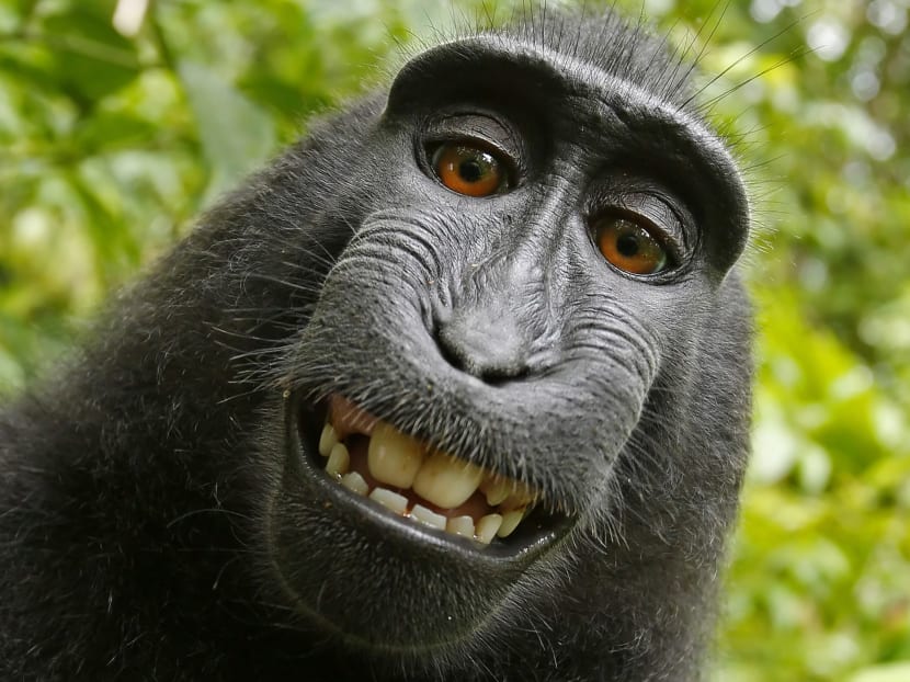 The selfie of a macaque monkey that led to a novel and lengthy lawsuit over whether the monkey owned the rights to it. Photo: David Slater/Court exhibit provided by PETA via AP