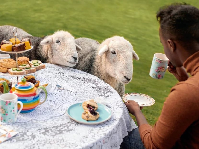 One of the Animal Experiences offered by Airbnb is a tea party with “naughty” sheep in Scotland known to steal crumpets and nibble on sweaters.